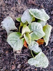 Rijpvorming op plant 