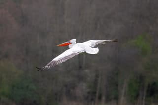 Pelikaan in de lucht in pijnacker
