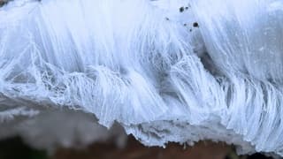 Ja, ook weer ojshaar