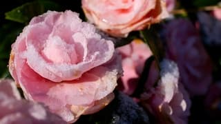 sneeuw smelt voor de zon