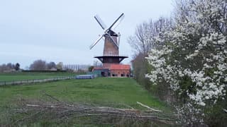 molen en witte bloesem