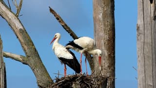 Ooievaars 