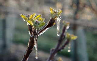 Vanmorgen beregenen van bloesem