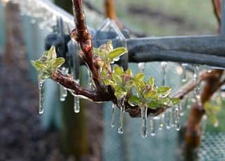 Vanmorgen beregenen van bloesem