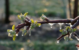 beregenen van bloesem 