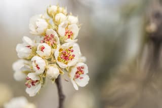 Als er nachtvorst komt zal er beregend moeten worden