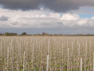 Mooie wolkenlucht rond 11 uur boven de bloeiende perenboomgaard