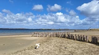 Strandplezier voor mens en dier