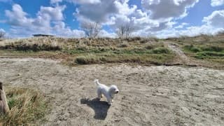 Stevige wind aan het strand