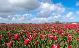 De eerste bloeiende koudegrond tulpen in de polder.
