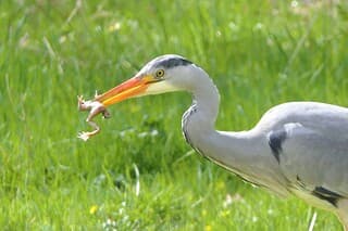 Mooie foto's van de buienwolken en de zaagbekken Henk, prachtig roodborstje en nijlgansje Gerrie en mooie specht en vinkje Elly, mooi weekend voor jullie!