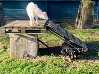 Tweeling baby geitjes 