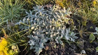 Vorst in de vroege ochtend