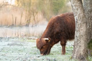 schotse hooglander in het natte gras /  zonsopkomst