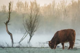 schotse hooglander /dauw / rijp