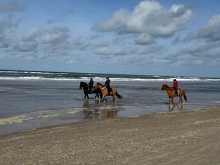 Paarden op het strand