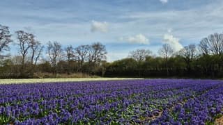 Vriendelijke Wolkjes