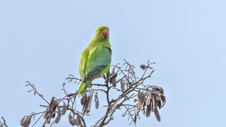 Een Halsbandparkiet hoog in een boom