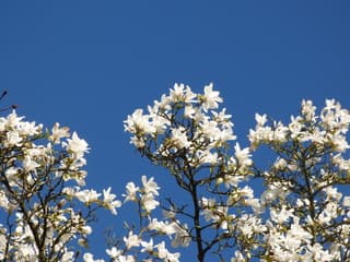 Lente met blauwe luchten!