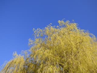 Lente met blauwe luchten!