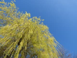 Lente met blauwe luchten!