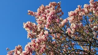 Een zonnige ochtend in Gouda 