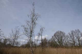 Mooi natuurgebied bij Abcoude