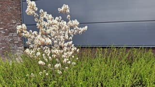 Krentebloesem bloeit weer