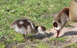 Moedergans met kind, wat mooi weer