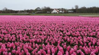Hyacintenveld onder grijze lucht