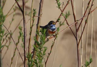 De blauwborst zingt zijn hoogste lied!