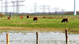 koeien in natuurgebied