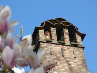 Bosuil geniet van het zonnetje!