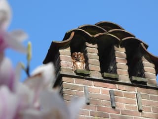 Bosuil geniet van het zonnetje!