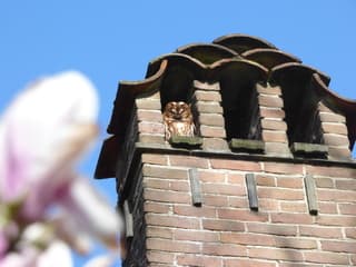 Bosuil geniet van het zonnetje!