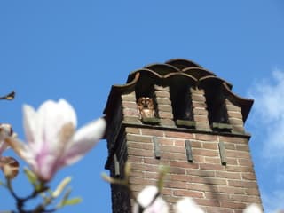 Bosuil geniet van het zonnetje!