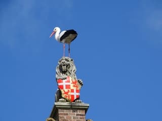 Vader ooievaar staat op de uitkijk 