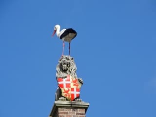 Wat een prachtige plekje om het vrouwtje in de gaten te houden 