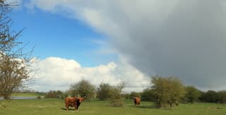 Maart roert zijn staart