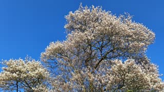 bloesemboom tegen felblauwe lucht