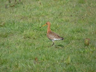 Genieten in de polder vanmorgen. Grutto 