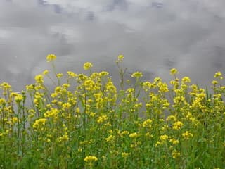 Genieten in de polder vanmorgen.