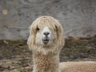 De liefste uit de polder!