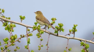 Een Tjiftjaf tussen de groene blaadjes