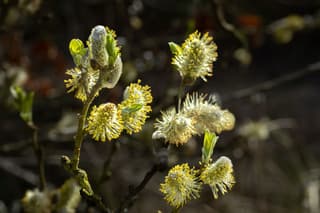 Wilgen katjes met stuifmeel