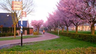 Prachtige start van de dag langs de fietspaden in Houten met roze bloesem 