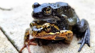 Dubbeldekkers bij de tuinvijver...is het zeker al lente ? Dit gaat 'm trouwens niet worden hoor, een pad op een kikker ?