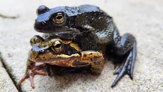 Dubbeldekkers bij de tuinvijver...is het zeker al lente ? Dit gaat 'm trouwens niet worden hoor, een pad op een kikker ?