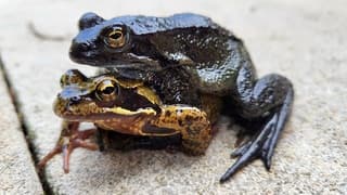 Dubbeldekkers bij de tuinvijver...is het zeker al lente ? Dit gaat 'm trouwens niet worden hoor, een pad op een kikker ?