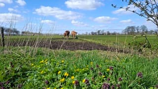 Koeien heerlijk aan het grazen bij lekker lentezonnetje